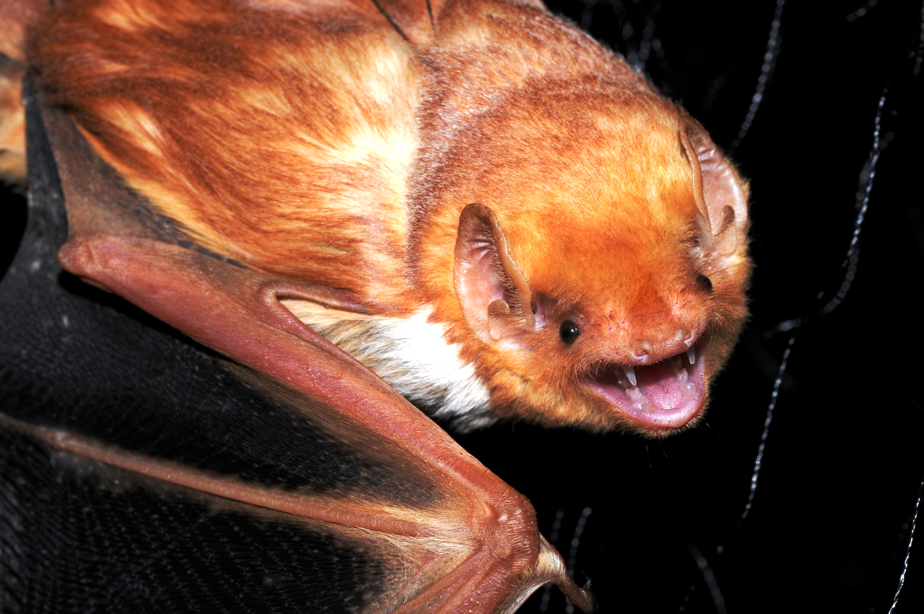 Bats Offshore? Energy Department Research Study Shows Where and When